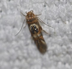 Hieromantis ephodophora