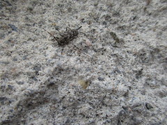 Acanthocinus pusillus