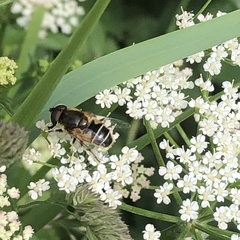Eristalis