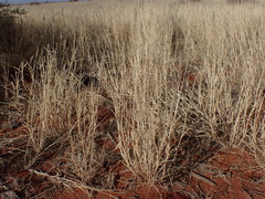 Enneapogon cenchroides