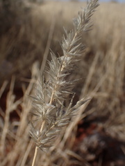 Enneapogon cenchroides