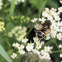 Eristalis