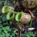 Flask-shaped Pitcher Plant - Photo (c) Oscar Johnson, some rights reserved (CC BY-NC-ND)