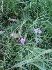Glandularia bipinnatifida