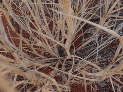 Enneapogon cenchroides