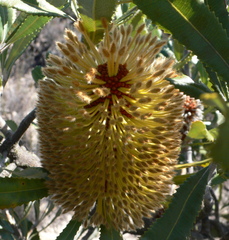 Banksia ornata