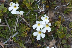 Ourisia caespitosa