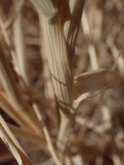 Enneapogon cenchroides