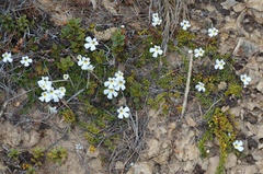 Ourisia caespitosa
