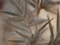 Enneapogon cenchroides