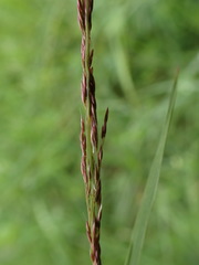 Agrostis canina