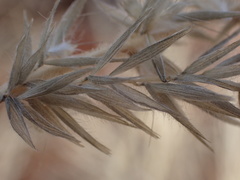 Enneapogon cenchroides