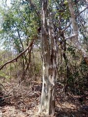 Libidibia sclerocarpa