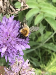 Bombus pascuorum
