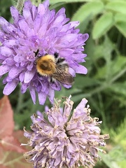 Bombus pascuorum