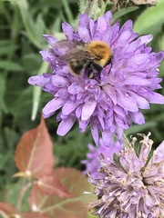 Bombus pascuorum