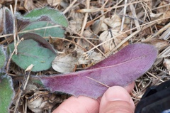Hieracium lepidulum