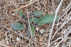 Hieracium lepidulum