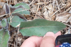 Hieracium lepidulum