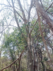 Libidibia sclerocarpa