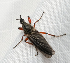 Bibio xanthopus