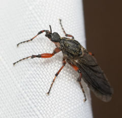 Bibio xanthopus