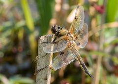Libellula quadrimaculata