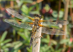 Libellula quadrimaculata