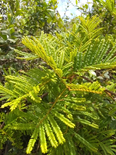 Abarema oppositifolia