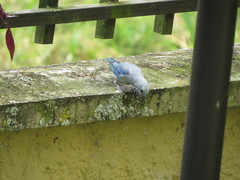 Thraupis episcopus cana