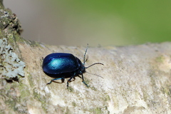 Oreina intricata