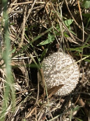 Lycoperdon pulcherrimum