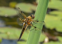 Libellula quadrimaculata