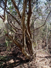 Libidibia sclerocarpa