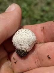 Lycoperdon pulcherrimum