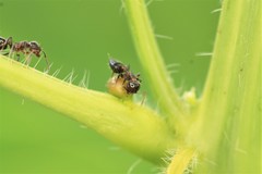 Crematogaster pilosa