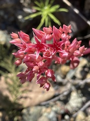 Sedum laxum