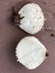 Lycoperdon pulcherrimum