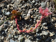 Sedum laxum