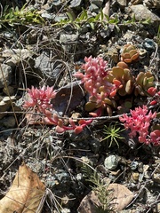 Sedum laxum