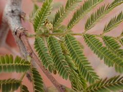 Mimosoideae