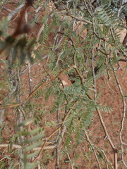 Prosopis glandulosa