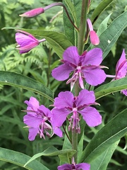 Chamaenerion angustifolium