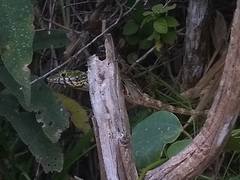 Castillon Anole photo 5