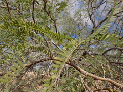 Prosopis glandulosa