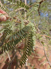 Prosopis glandulosa
