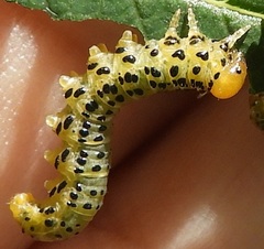 Pristiphora geniculata