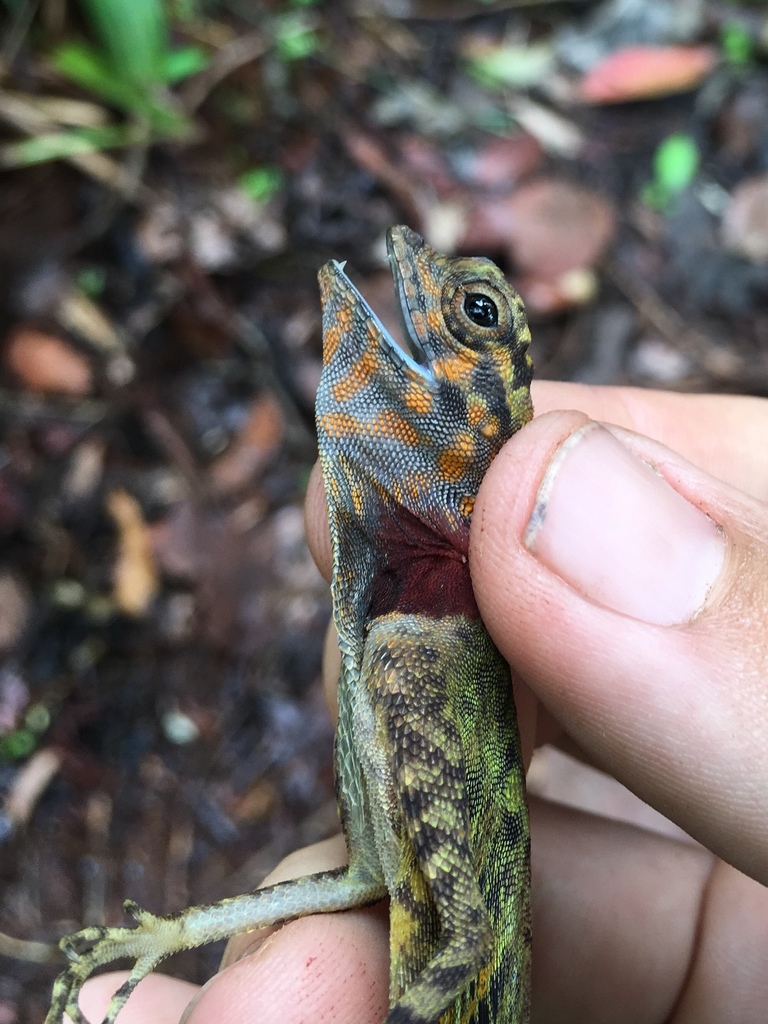 Dusky Gliding Lizard