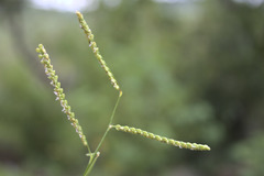 Paspalum convexum