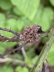 Asphondylia ceanothi